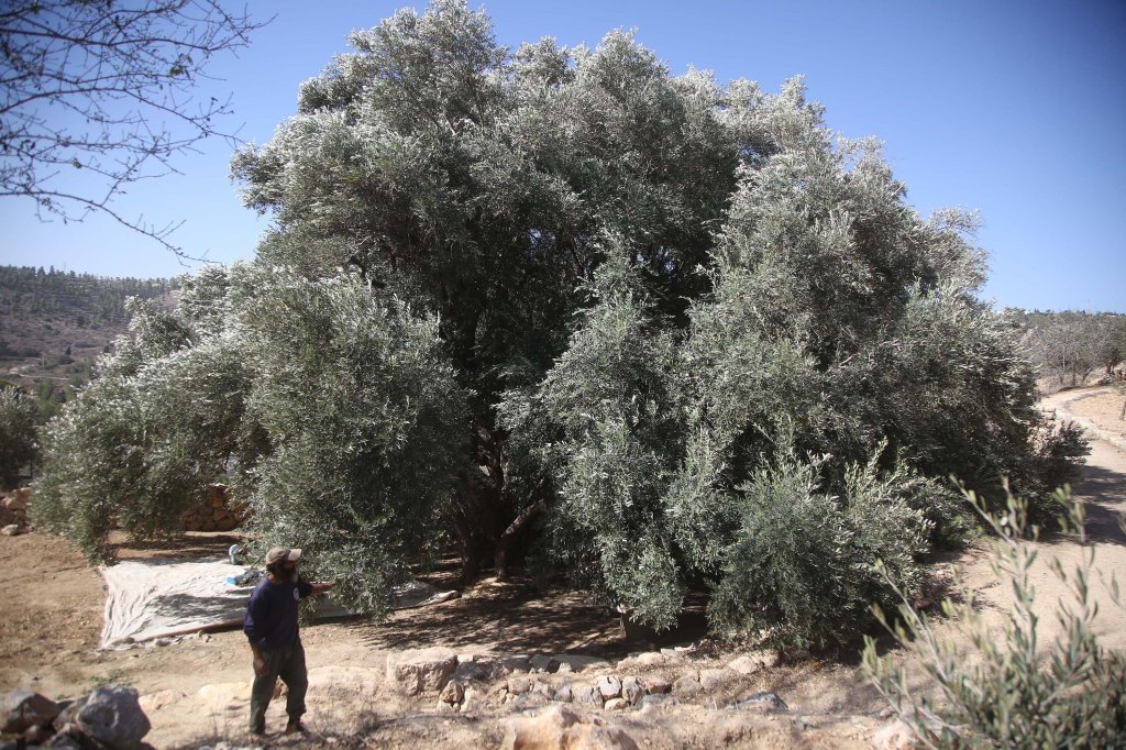 Filistin’in Zeytin Ağaçlarına Vefa